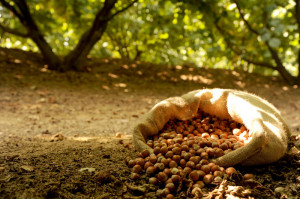 nocciole-hazelnuts-from-piedmont