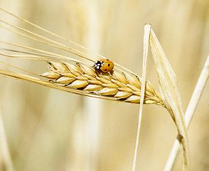 300px-A_lady_beetle_perches_on_barley