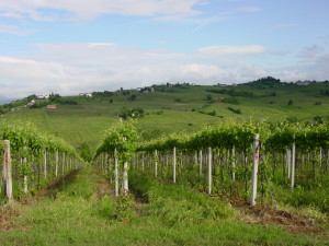 Colli piacentini 01094.mon