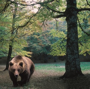 parco nazionale Abruzzo jpeg