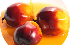 olio palma04
