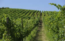 vigneti